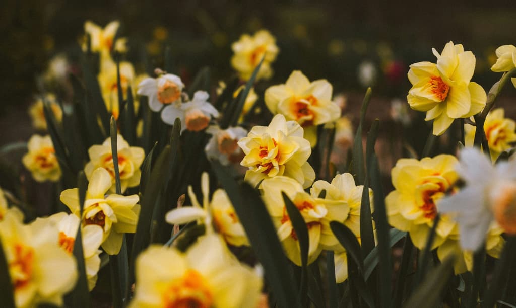 Kies voor biologische bloemen en planten