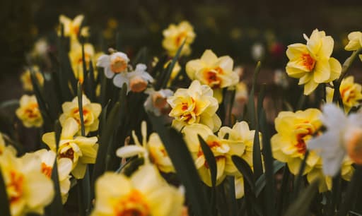 Kies voor biologische bloemen en planten