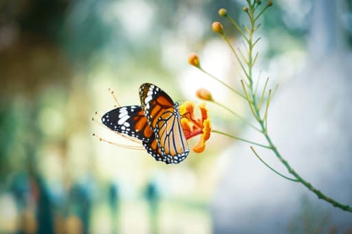 Maak van jouw tuin, balkon of buurt een paradijs voor vlinders en bijen
