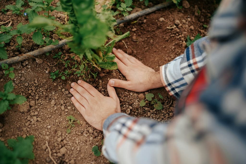 Herstel de natuur: Plant bomen en maak de aarde weer groen