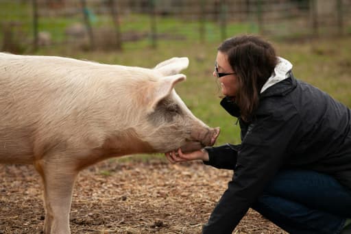 De Herkomst