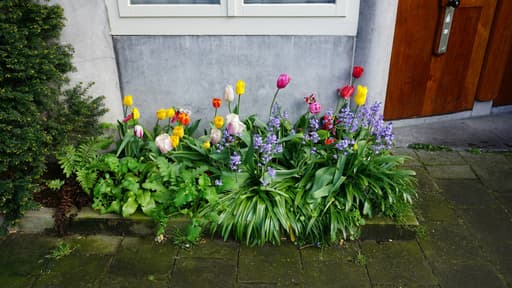 Maak een geveltuin