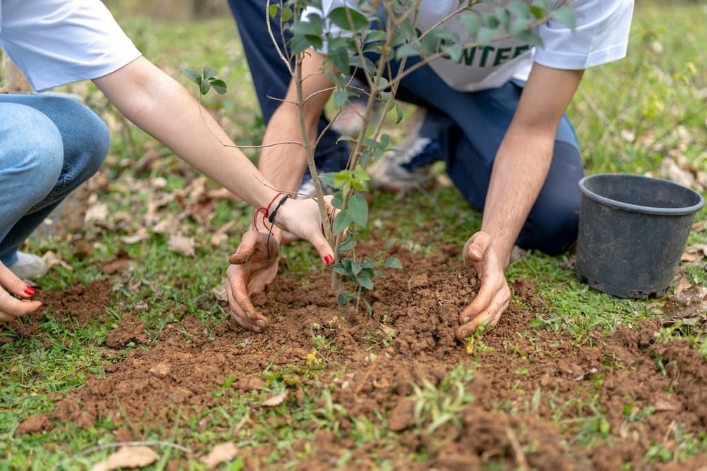 Plant een boom